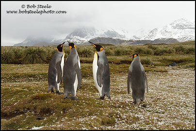 King Penguin (Aptenodytes patagonicus)