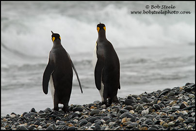 King Penguin (Aptenodytes patagonicus)