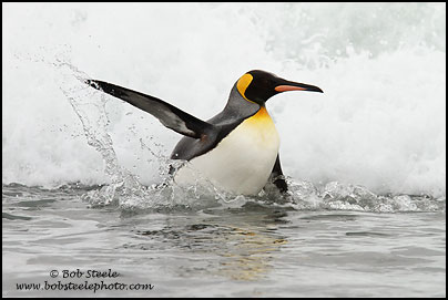 King Penguin (Aptenodytes patagonicus)