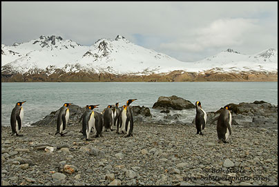 King Penguin (Aptenodytes patagonicus)