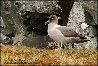 Light-mantled Albatross (Phoebetria palpebrata)