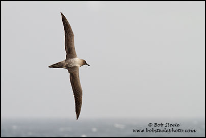 Light-mantled Albatross (Phoebetria palpebrata)