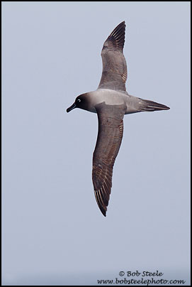 Light-mantled Albatross (Phoebetria palpebrata)