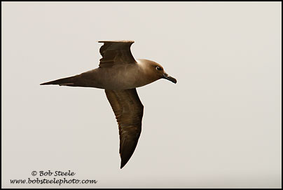 Light-mantled Albatross (Phoebetria palpebrata)