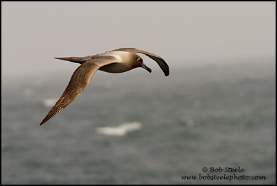 Light-mantled Albatross (Phoebetria palpebrata)