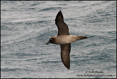 Light-mantled Albatross (Phoebetria palpebrata)