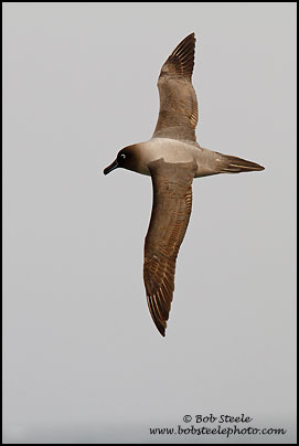 Light-mantled Albatross (Phoebetria palpebrata)