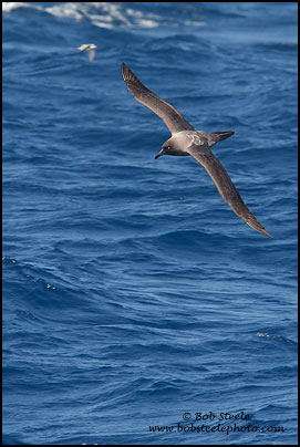 Light-mantled Albatross (Phoebetria palpebrata)