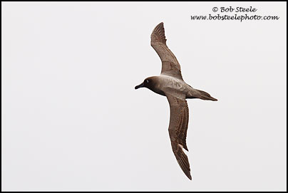 Light-mantled Albatross (Phoebetria palpebrata)