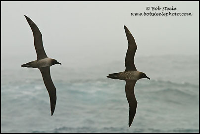 Light-mantled Albatross (Phoebetria palpebrata)