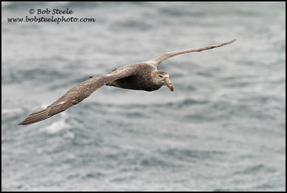 Northern Giant-Petrel (Macronectes halli)