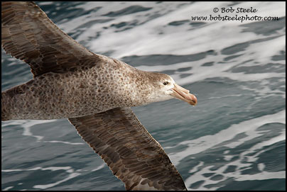 Northern Giant-Petrel (Macronectes halli)