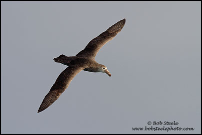 Northern Giant-Petrel (Macronectes halli)