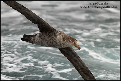 Northern Giant-Petrel (Macronectes halli)