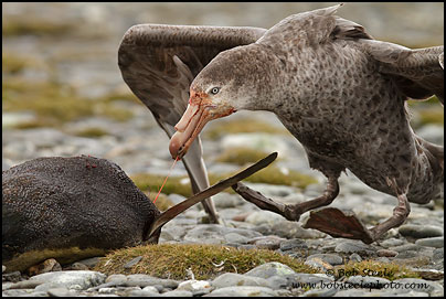Northern Giant-Petrel (Macronectes halli)
