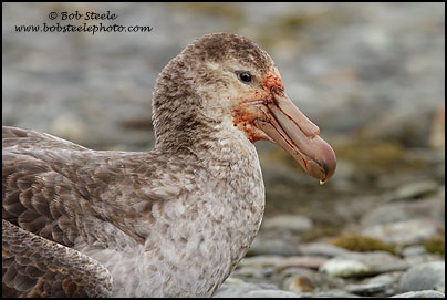 Northern Giant-Petrel (Macronectes halli)