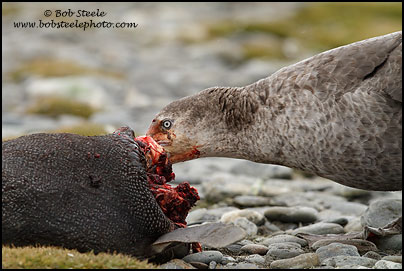 Northern Giant-Petrel (Macronectes halli)