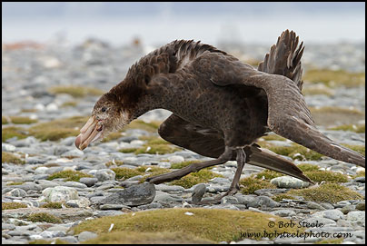 Northern Giant-Petrel (Macronectes halli)