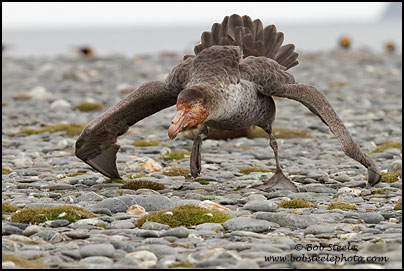 Northern Giant-Petrel (Macronectes halli)