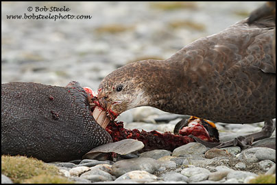 Northern Giant-Petrel (Macronectes halli)