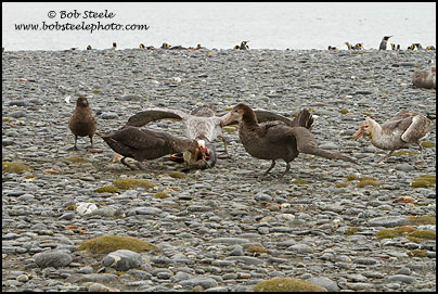 Northern Giant-Petrel (Macronectes halli)