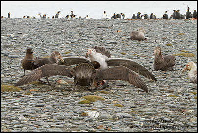 Northern Giant-Petrel (Macronectes halli)