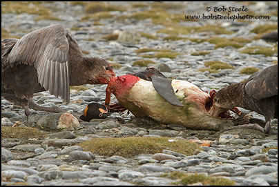 Northern Giant-Petrel (Macronectes halli)