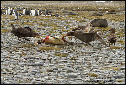 Northern Giant-Petrel (Macronectes halli)