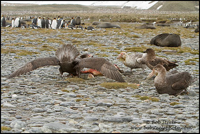 Northern Giant-Petrel (Macronectes halli)