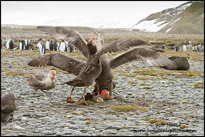 Northern Giant-Petrel (Macronectes halli)
