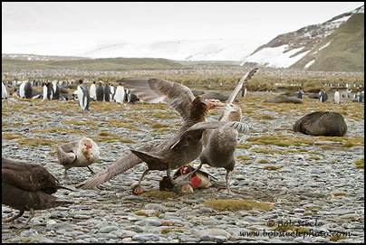 Northern Giant-Petrel (Macronectes halli)