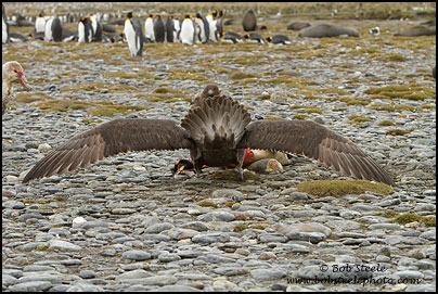 Northern Giant-Petrel (Macronectes halli)