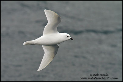 Snow Petrel (Pagodroma nivea)