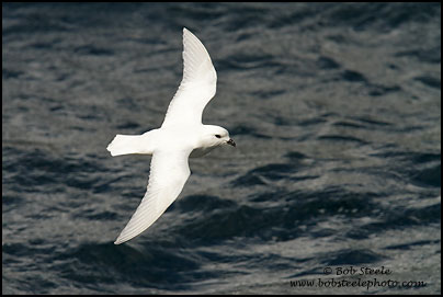 Snow Petrel (Pagodroma nivea)