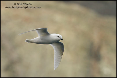 Snow Petrel (Pagodroma nivea)