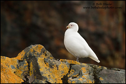 Snowy Sheathbill (Chionis albus)