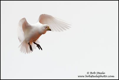Snowy Sheathbill (Chionis albus)