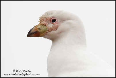 Snowy Sheathbill (Chionis albus)