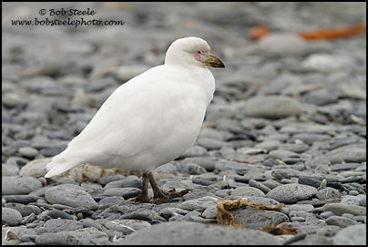 Snowy Sheathbill (Chionis albus)