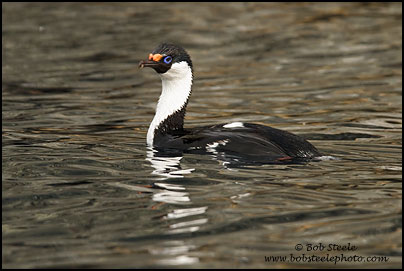 Imperial Cormorant (Phalacrocorax atriceps)