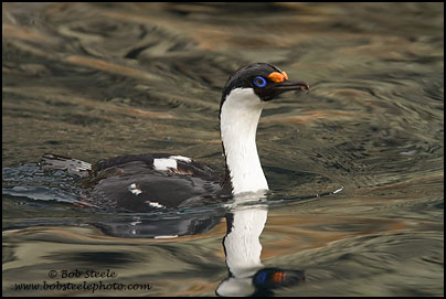 Imperial Cormorant (Phalacrocorax atriceps)