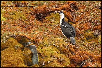 Imperial Cormorant (Phalacrocorax atriceps)