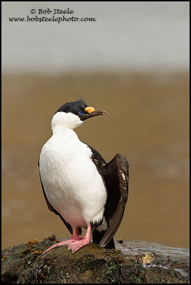 Imperial Cormorant (Phalacrocorax atriceps)