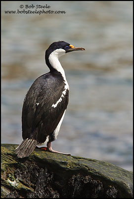 Imperial Cormorant (Phalacrocorax atriceps)