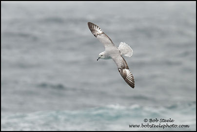 Southern Fulmar (Fulmarus glacialoides)