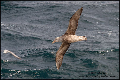 Southern Giant-Petrel (Macronectes giganteus)