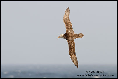 Southern Giant-Petrel (Macronectes giganteus)