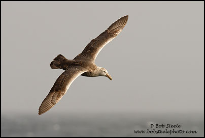Southern Giant-Petrel (Macronectes giganteus)