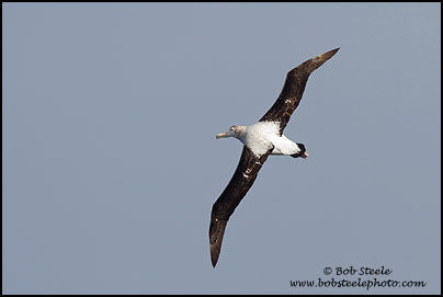 Wandering Albatross (Diomedea exulans)