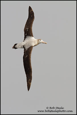 Wandering Albatross (Diomedea exulans)